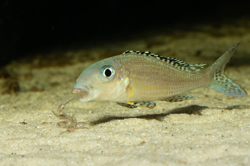 Xenotilapia papilio 'Tembwe Deux'